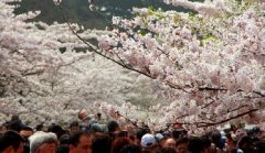 你見過空無一人的中山公園櫻花大道嗎？美！